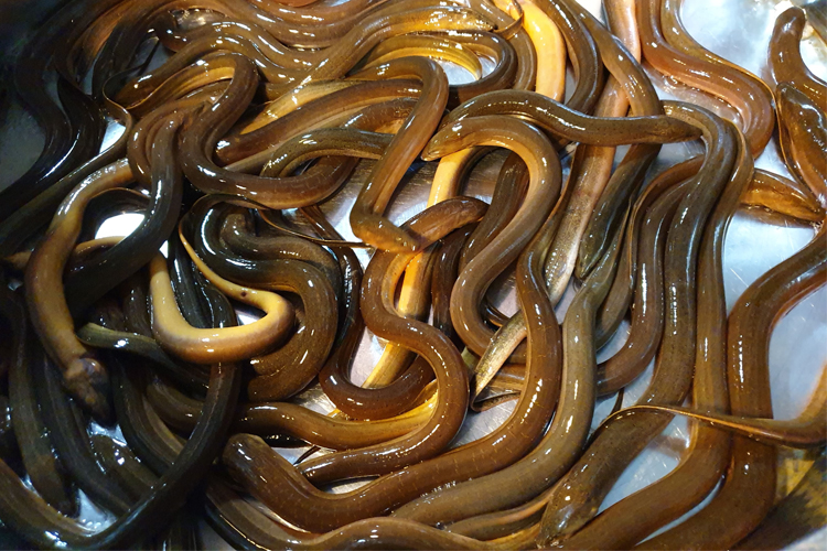 Phân biệt lươn đồng và lươn nuôi