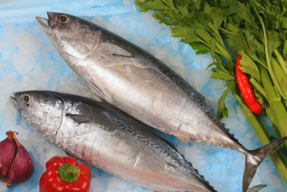 Trẻ em ăn cá ngừ có tốt không?