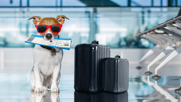 Hãy ghi nhớ một số quy tắc để đảm bảo an toàn cho thú cưng khi đi du lịch