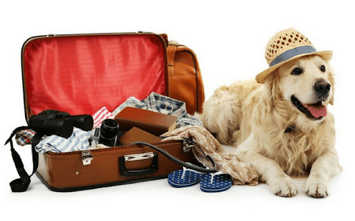 Không nỡ chia lìa, bạn quyết định mang thú cưng của mình đi theo trong chuyến du lịch sắp tới