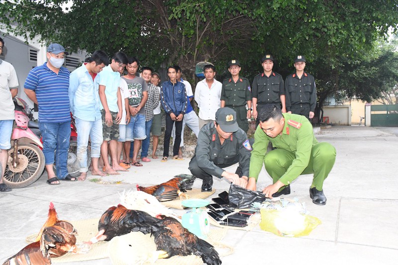 25 người đá gà bị vây bắt và bắt giữ ở Trà Vinh